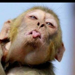 Meet your Posher, Bobby